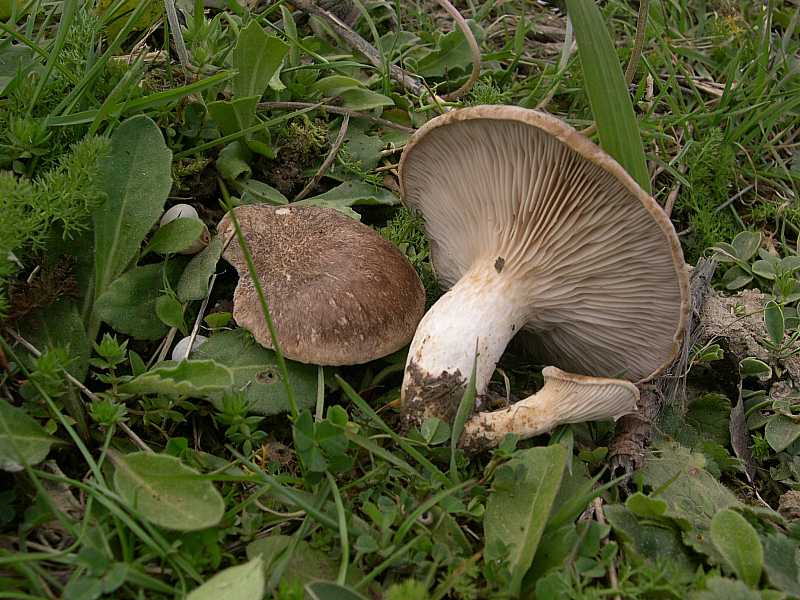 Pleurotus eryngii var. ferulae , Natura Mediterraneo Forum Naturalistico